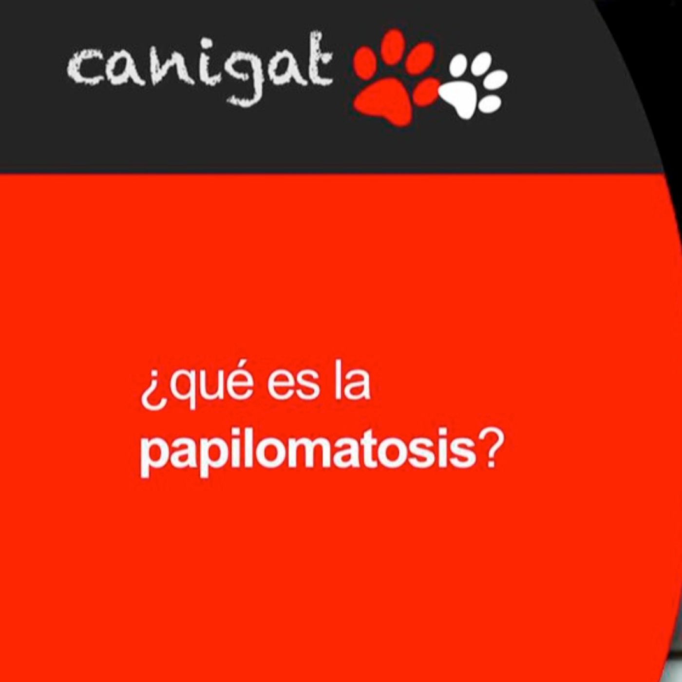 Consejos veterinarios de perros y gatos by canigat