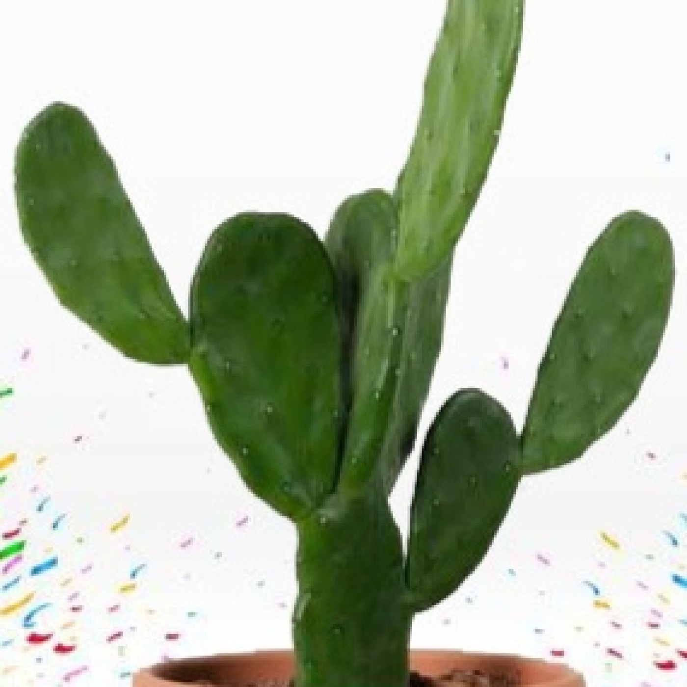Cactus Confetti