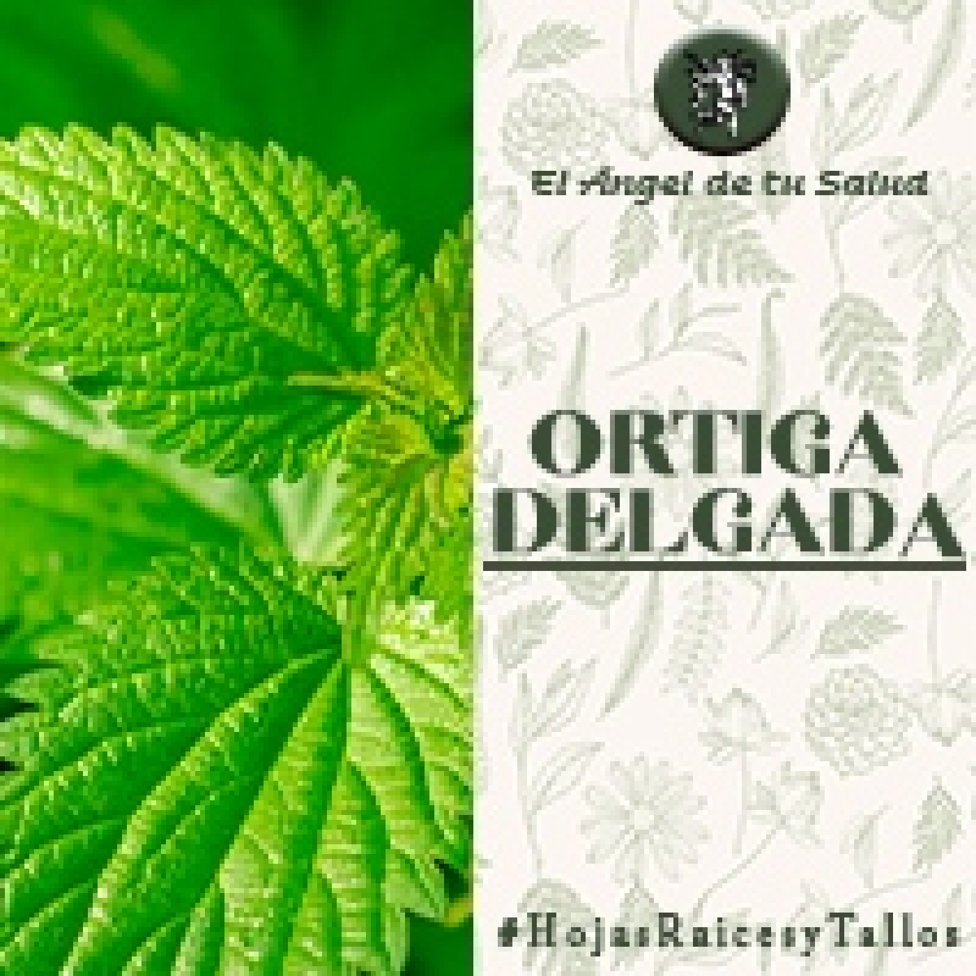 El Ángel de tu Salud - Ortiga Delgada** episode artwork