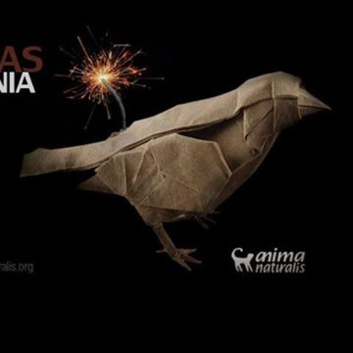 Campaña La pirotecnia Mata episode artwork