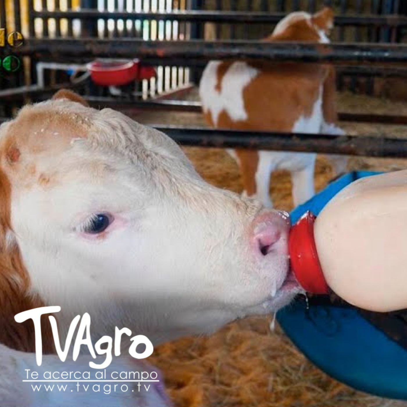 TV AGRO