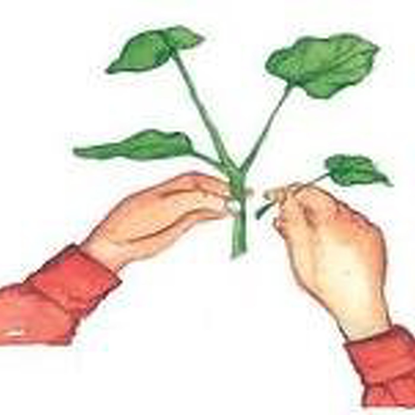 PlantaMadre Cannabis Huerta Hic Et Nunc