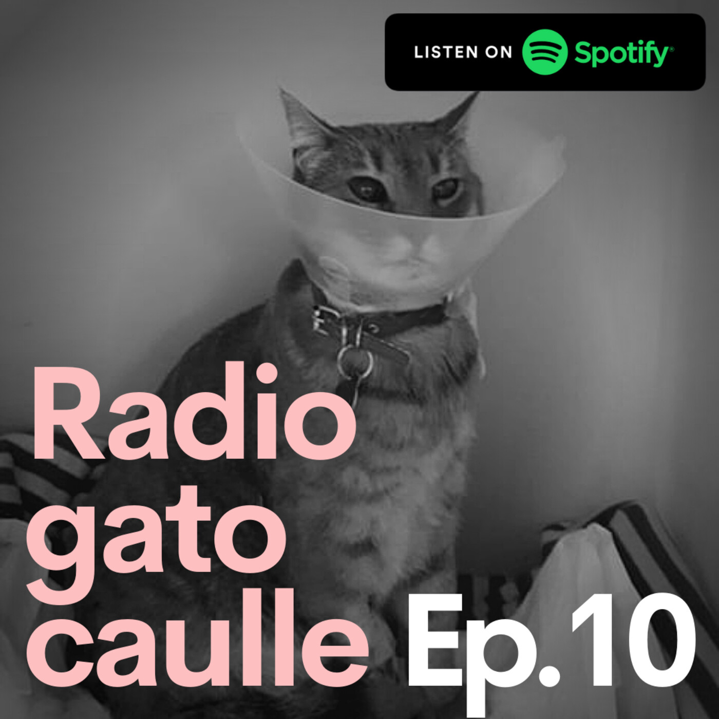 Radio gato Caulle