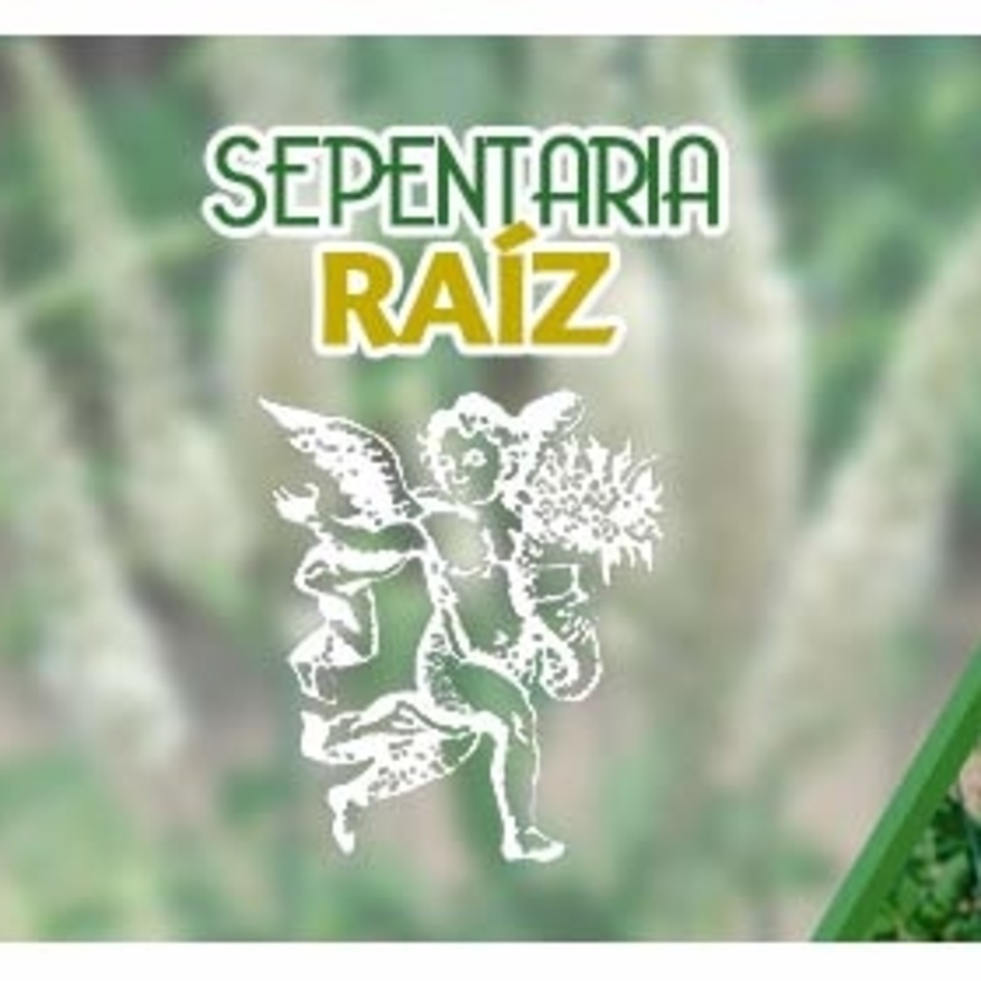 El Angel de tu Salud - SERPENTARIA RAÍZ
