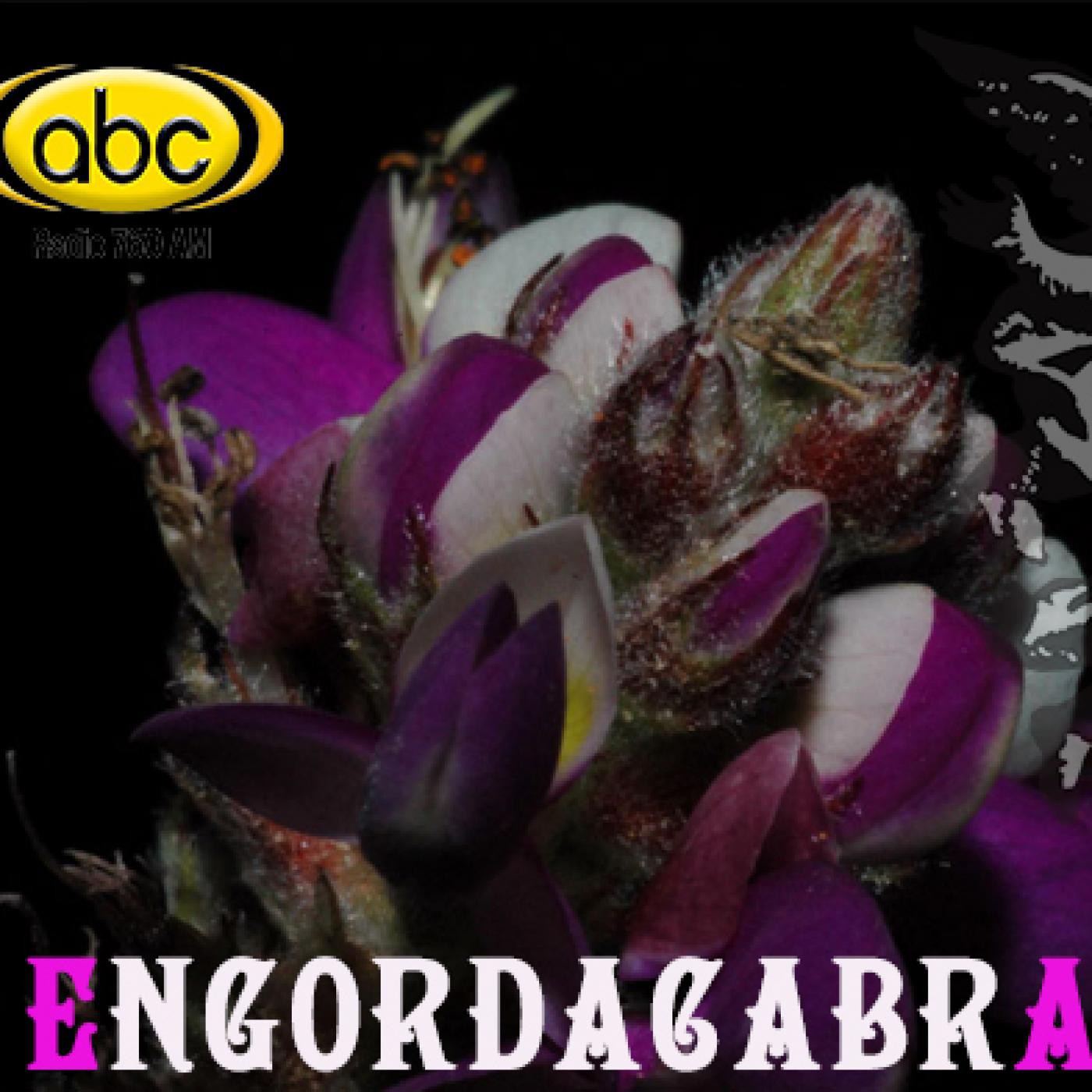 EL ÁNGEL DE TU SALUD- Rodrigo Mondragón - ENGORDACABRA episode artwork