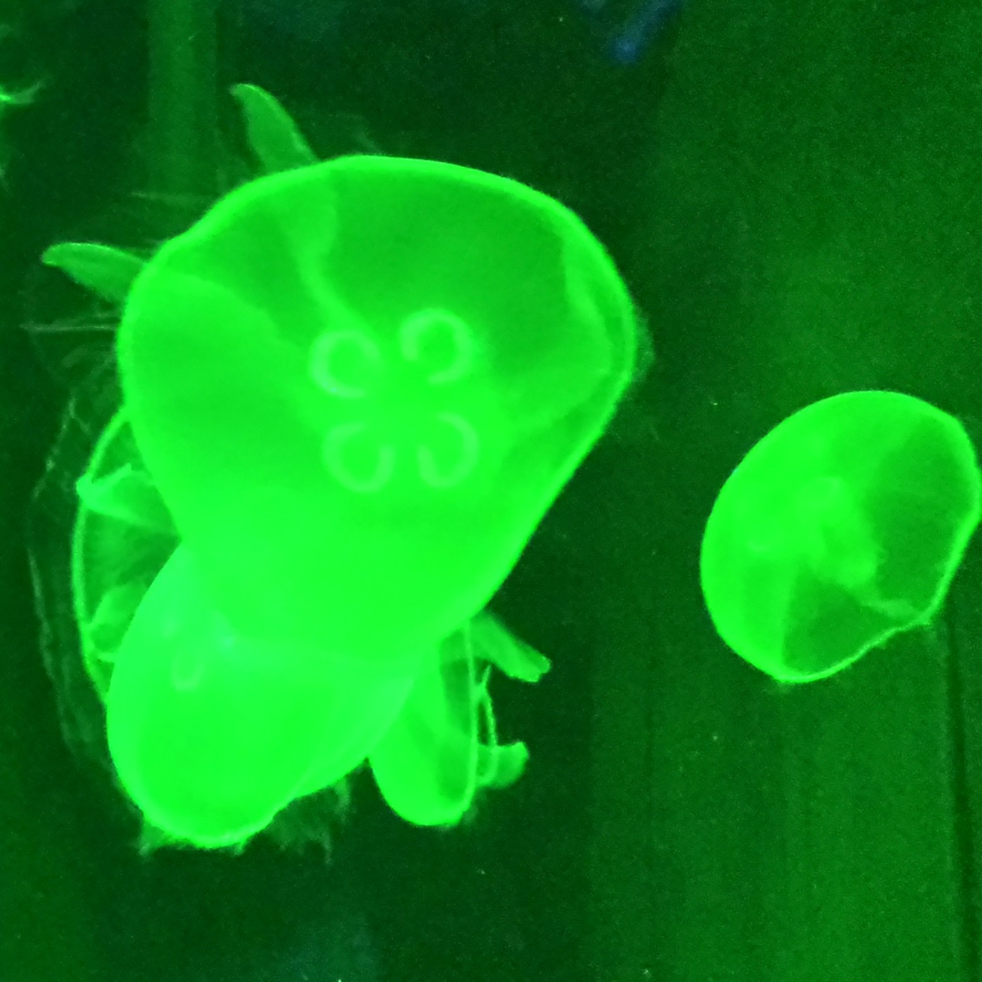 Nuestra Mente es Maravillosa