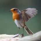 La Brújula de la Ciencia s09e15: El sentido magnético de las aves