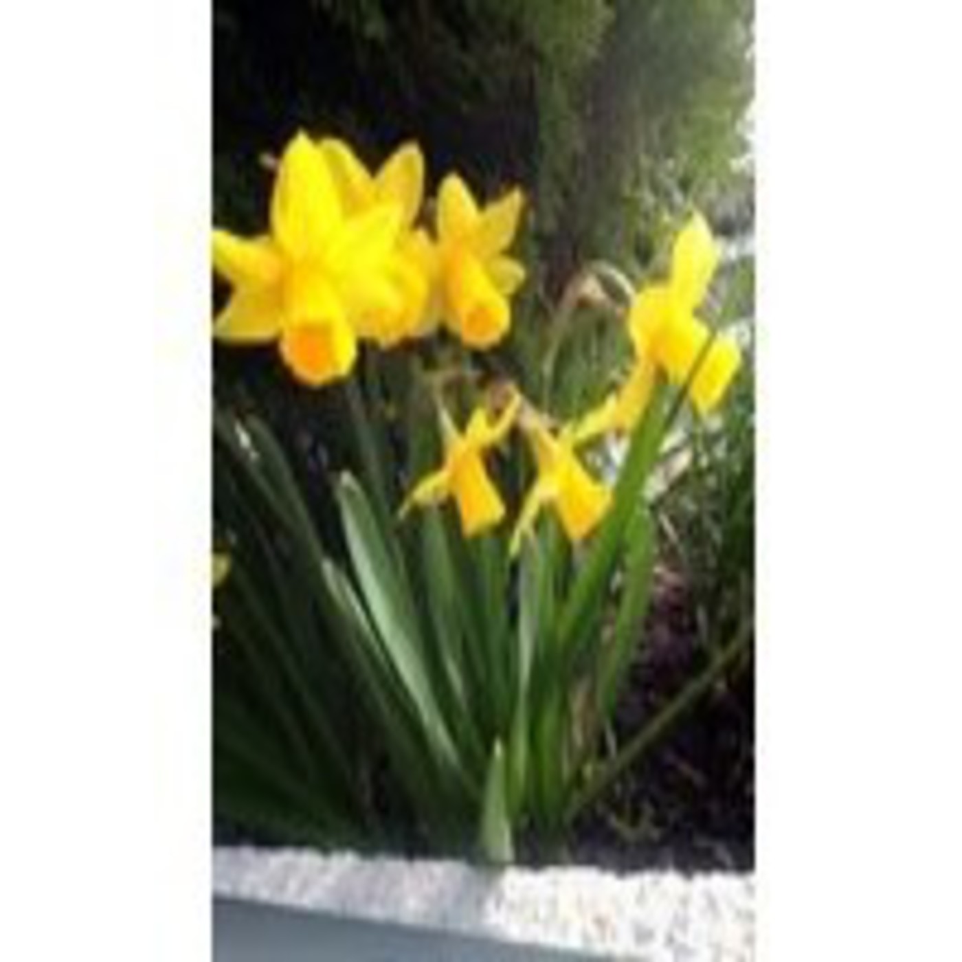 Frágil y translúcida - 08/03/14