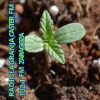 documental marihuana marruecos hachis critical rep........
