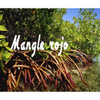 El Ángel de tu Salud - MANGLE ROJO II