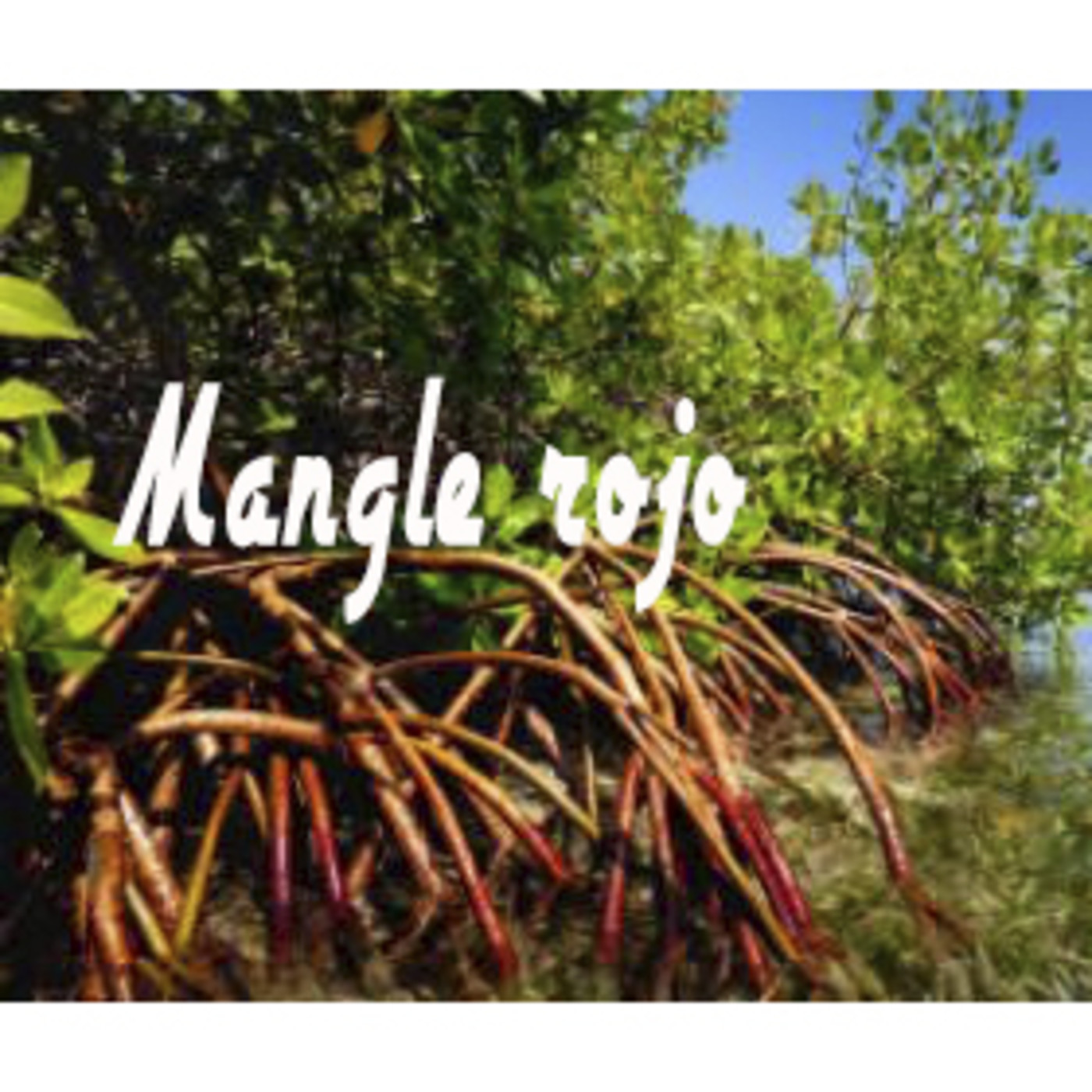 El Ángel de tu Salud - MANGLE ROJO II episode artwork