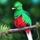 EL RINCÓN DE LA TÍA ROSA: El Quetzal