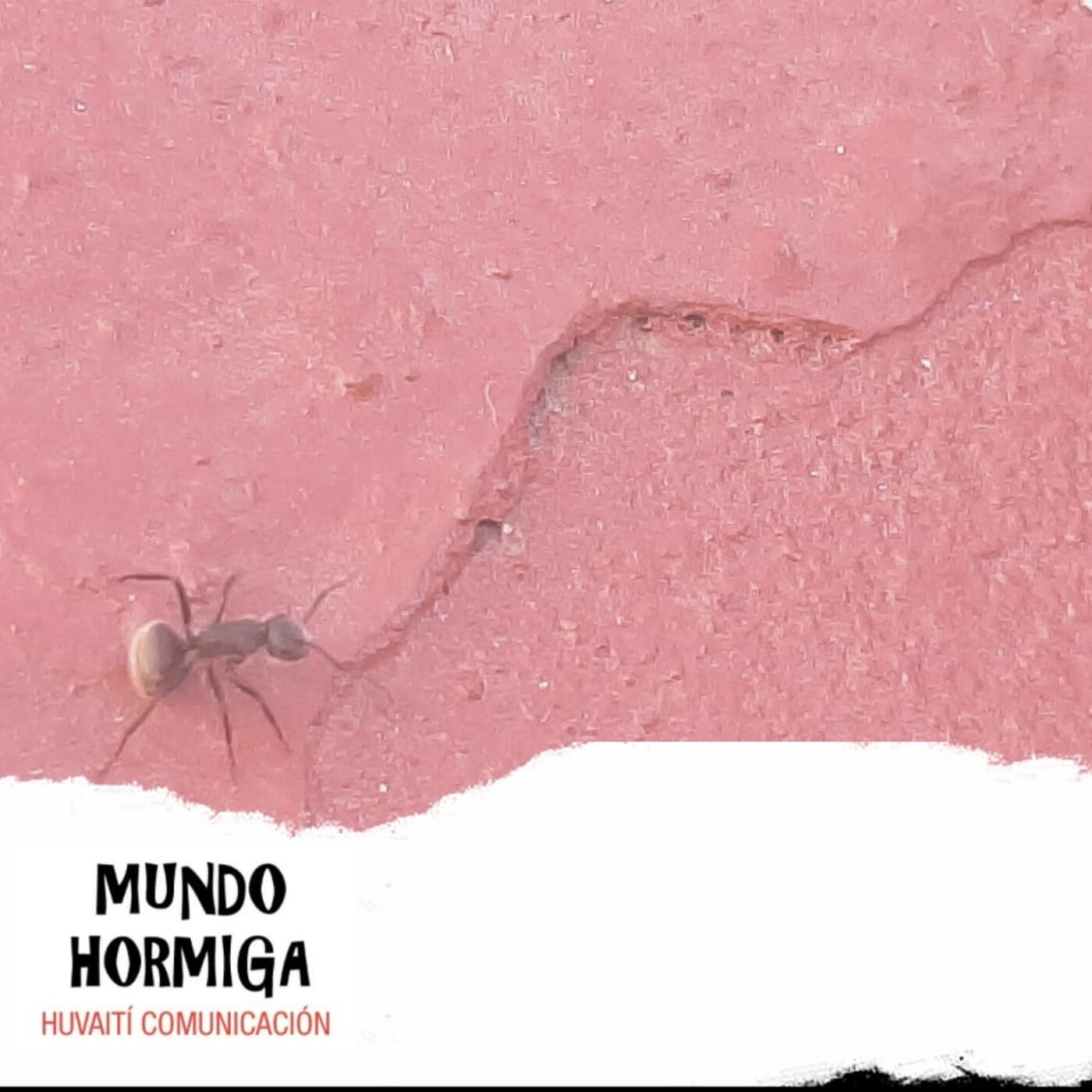 Mundo Hormiga 14 de marzo de 2021 episode artwork