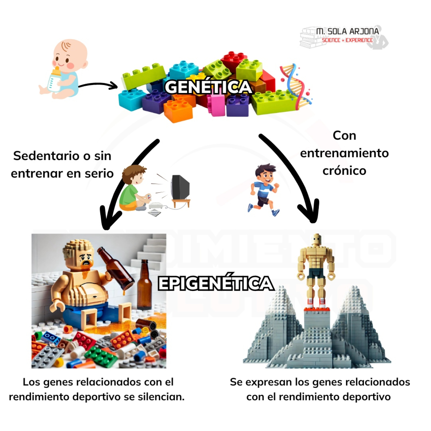 265. ¿Biología o Biografía? Genes vs entrenamiento en el rendimiento.