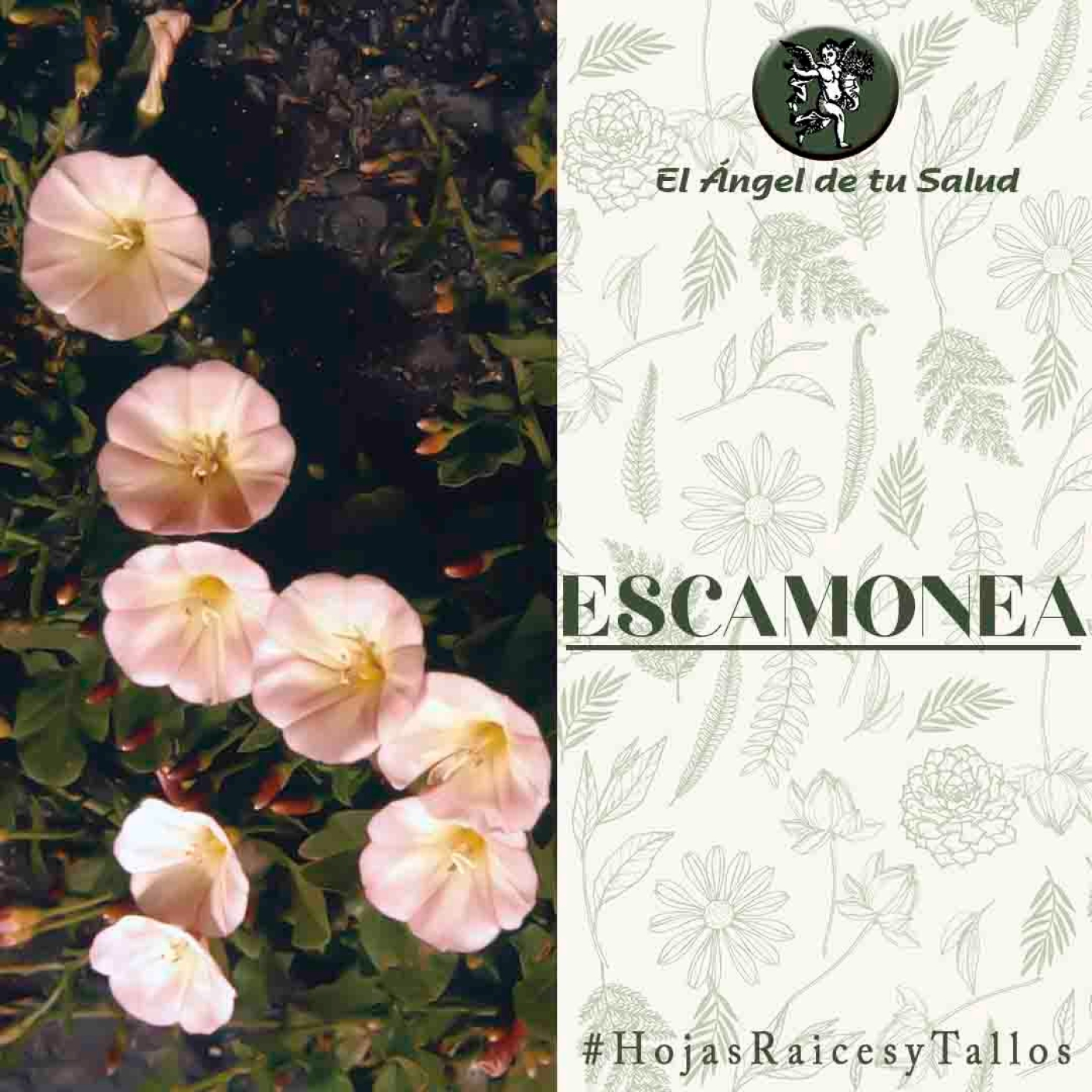 El Ángel de tu Salud - Escamonea** episode artwork