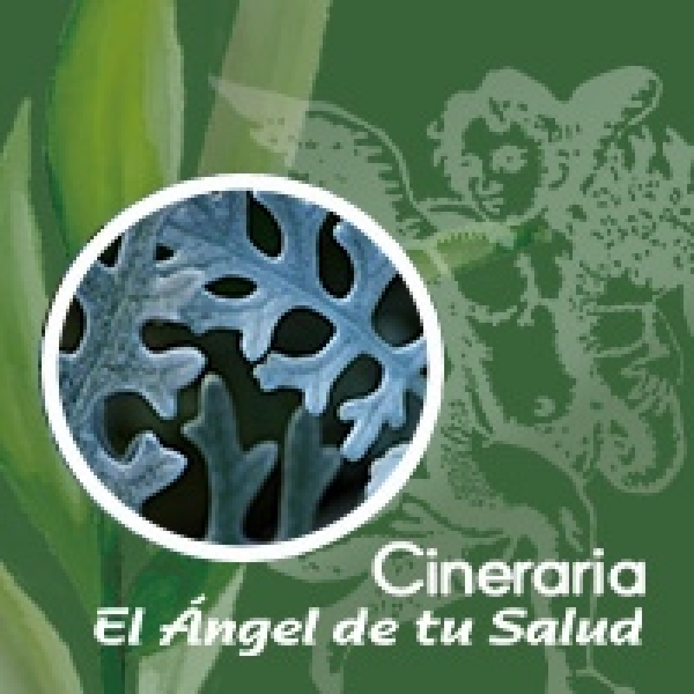 El Ángel de tu Salud - CINERARIA ** episode artwork