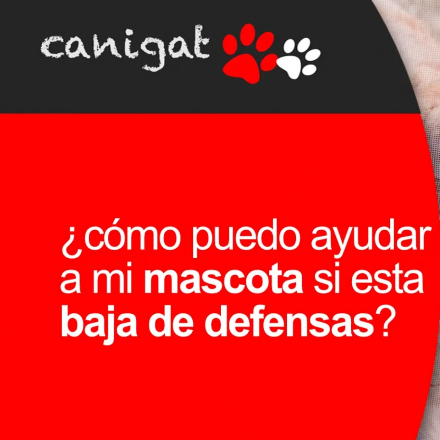 Consejos veterinarios de perros y gatos by canigat