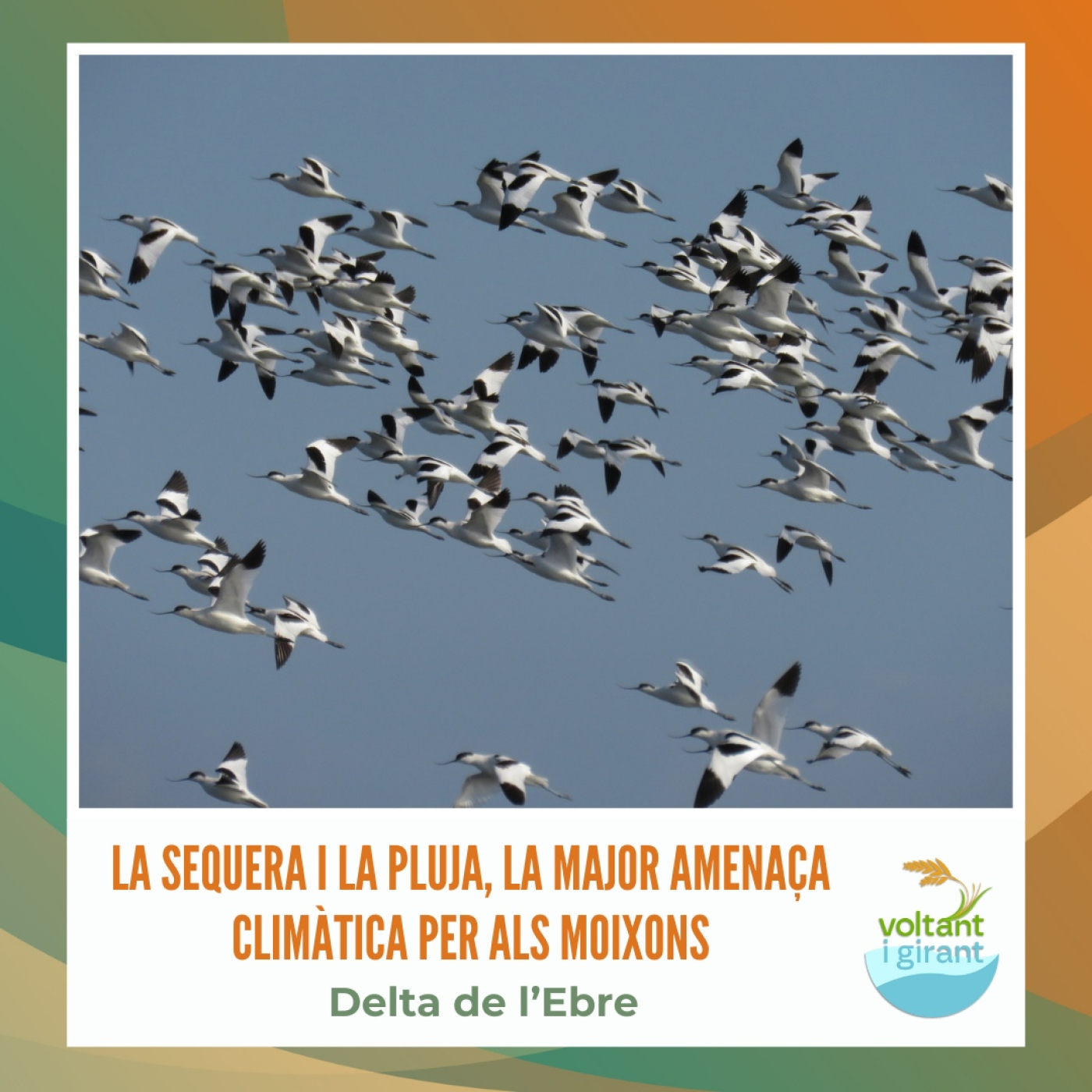 La sequera i la pluja, la major amenaça climàtica per als moixons episode artwork