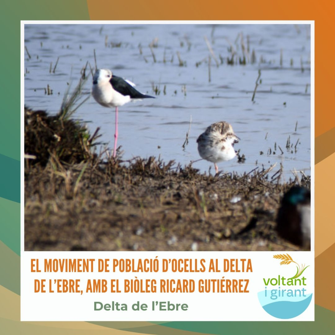 El moviment de població d’ocells al Delta de l’Ebre, amb el biòleg Ricard Gutiérrez episode artwork