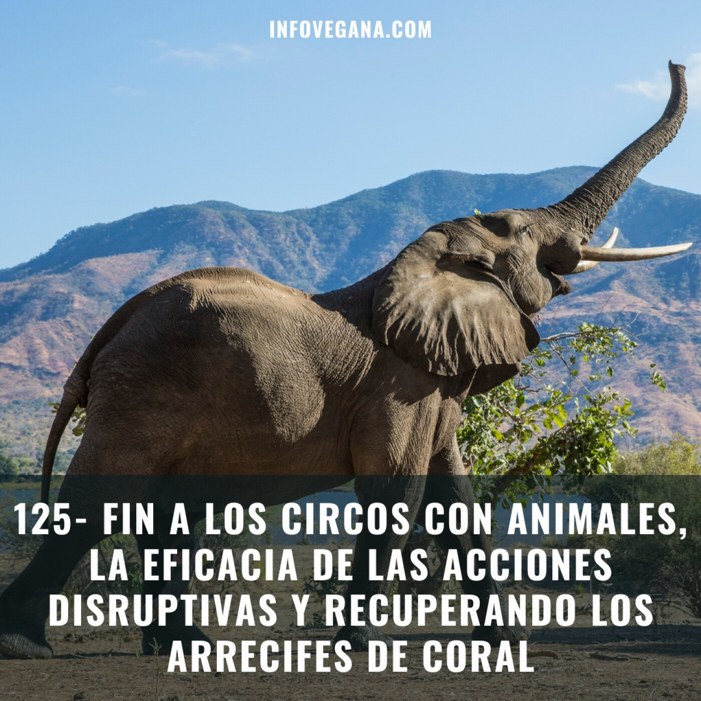 Infovegana, podcast de veganismo y sostenibilidad
