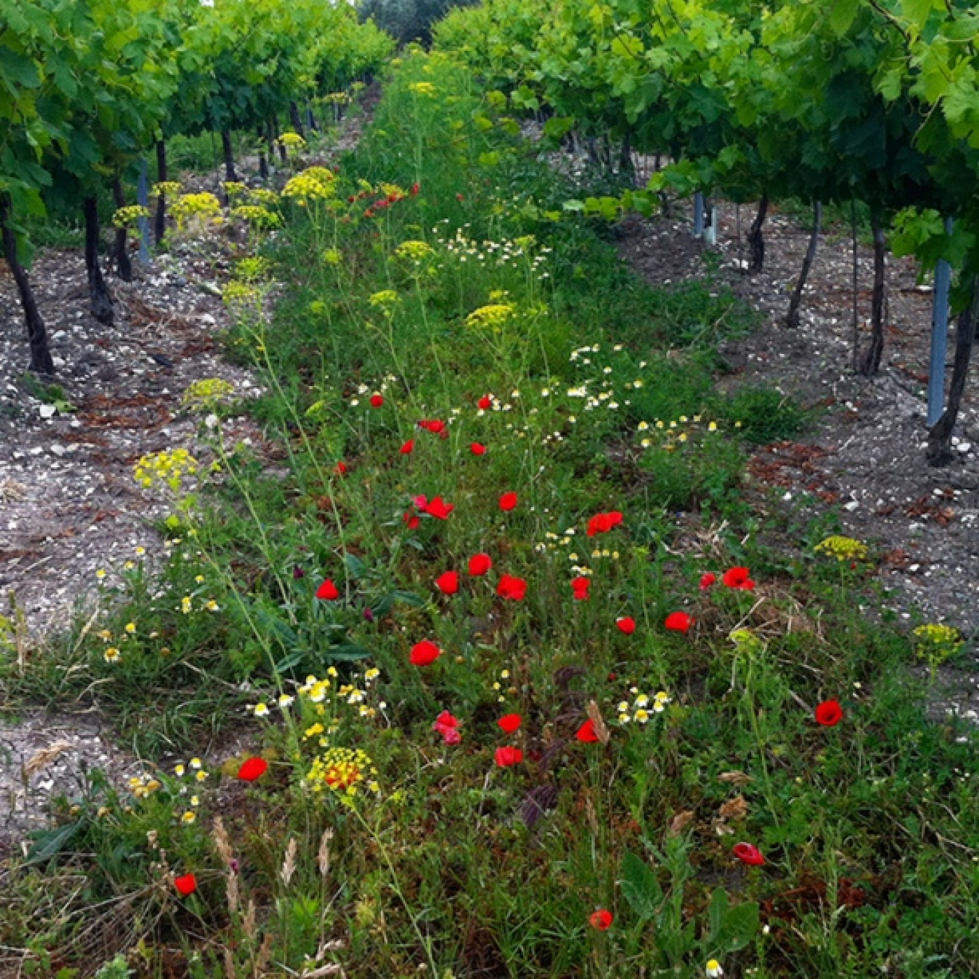 Bodegas Robles