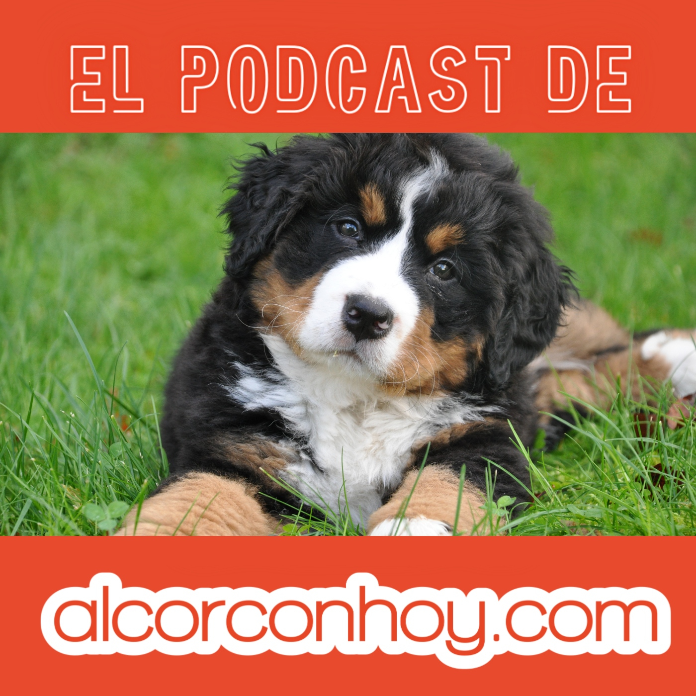 alcorconhoy.com - Tus noticias de Alcorcón