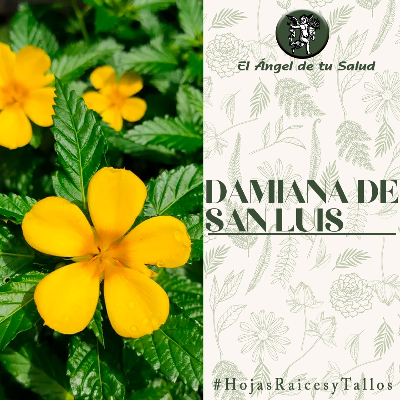 El Ángel de tu Salud - Damiana de San Luis** episode artwork