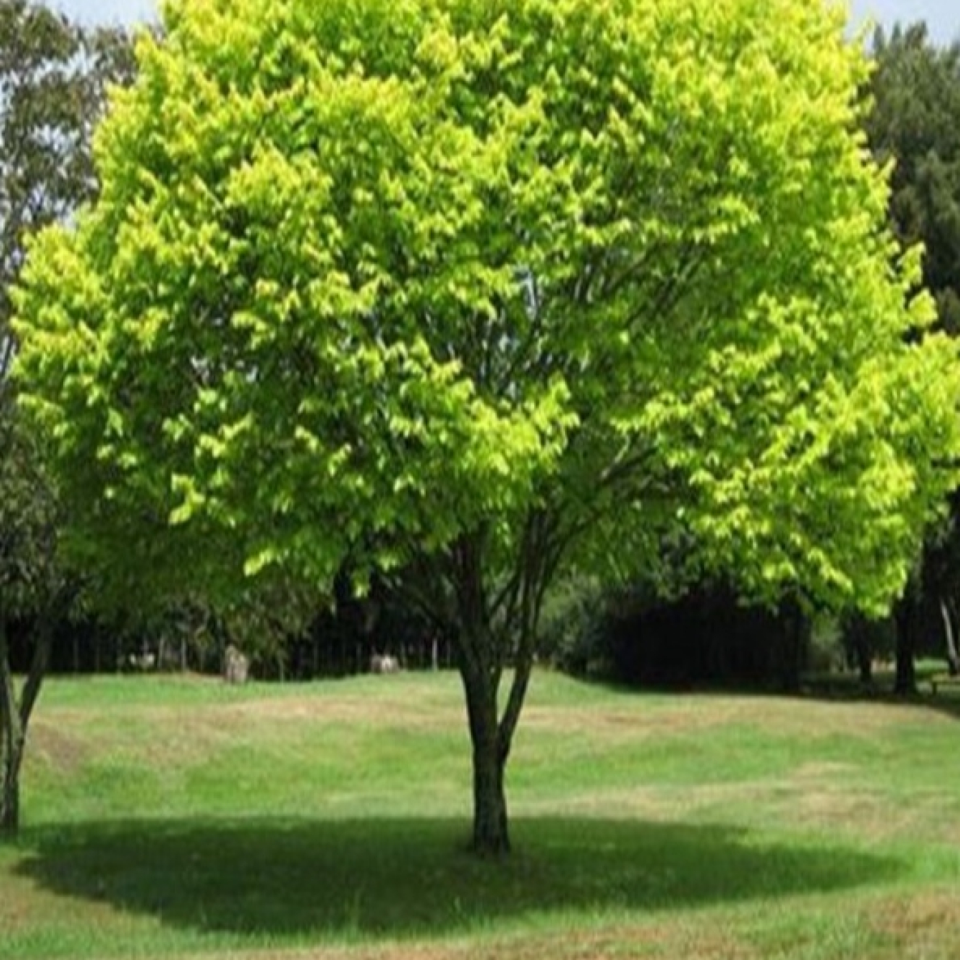 ¿Plantar un árbol?, la Tierra lo necesita episode artwork