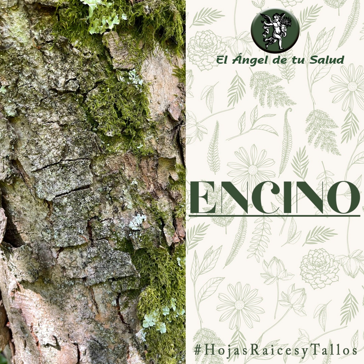 El Ángel de tu Salud - Encino** episode artwork