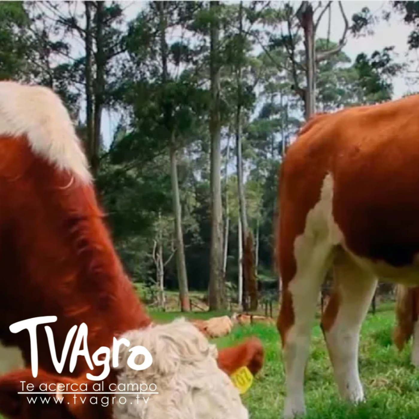 TV AGRO