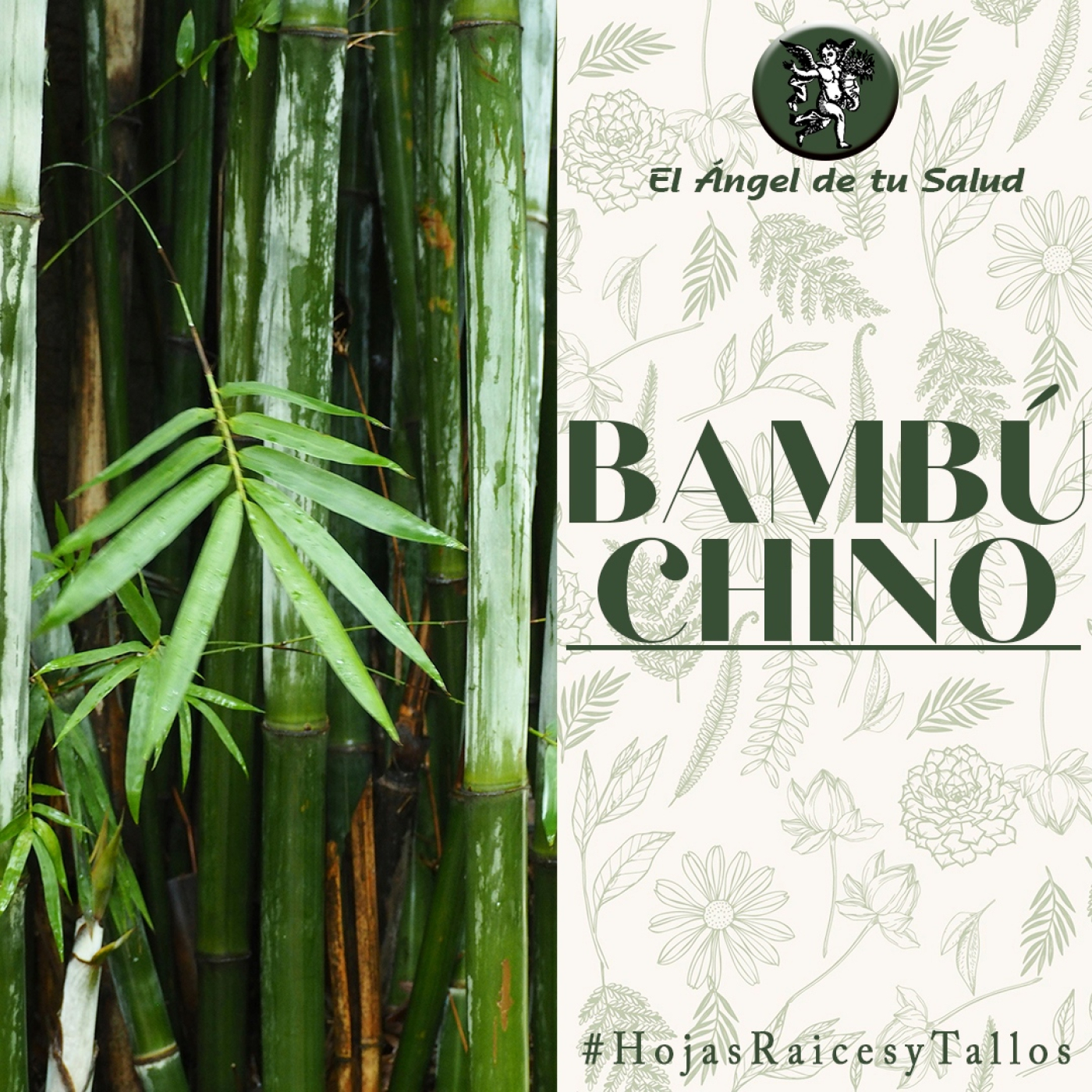 El Ángel de tu Salud - Bambú Chino** episode artwork
