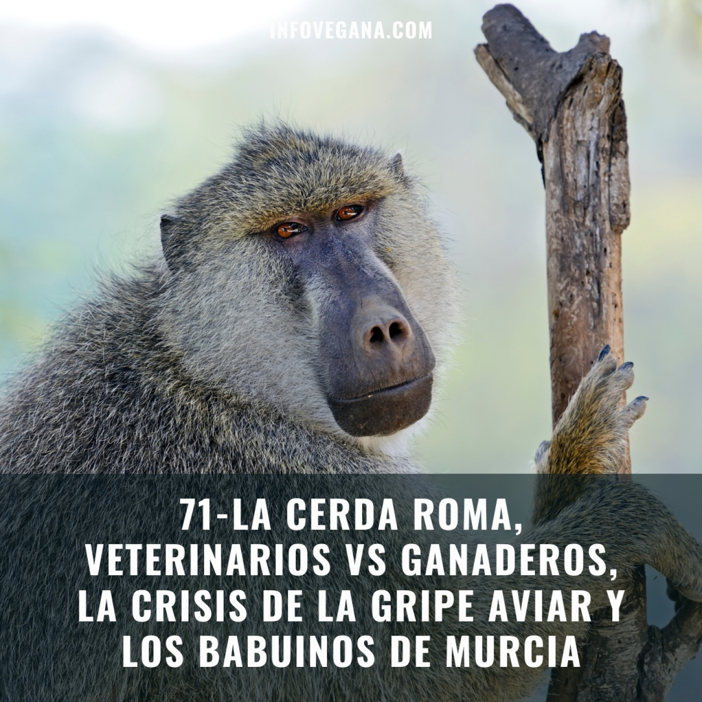 Infovegana, podcast de veganismo y sostenibilidad