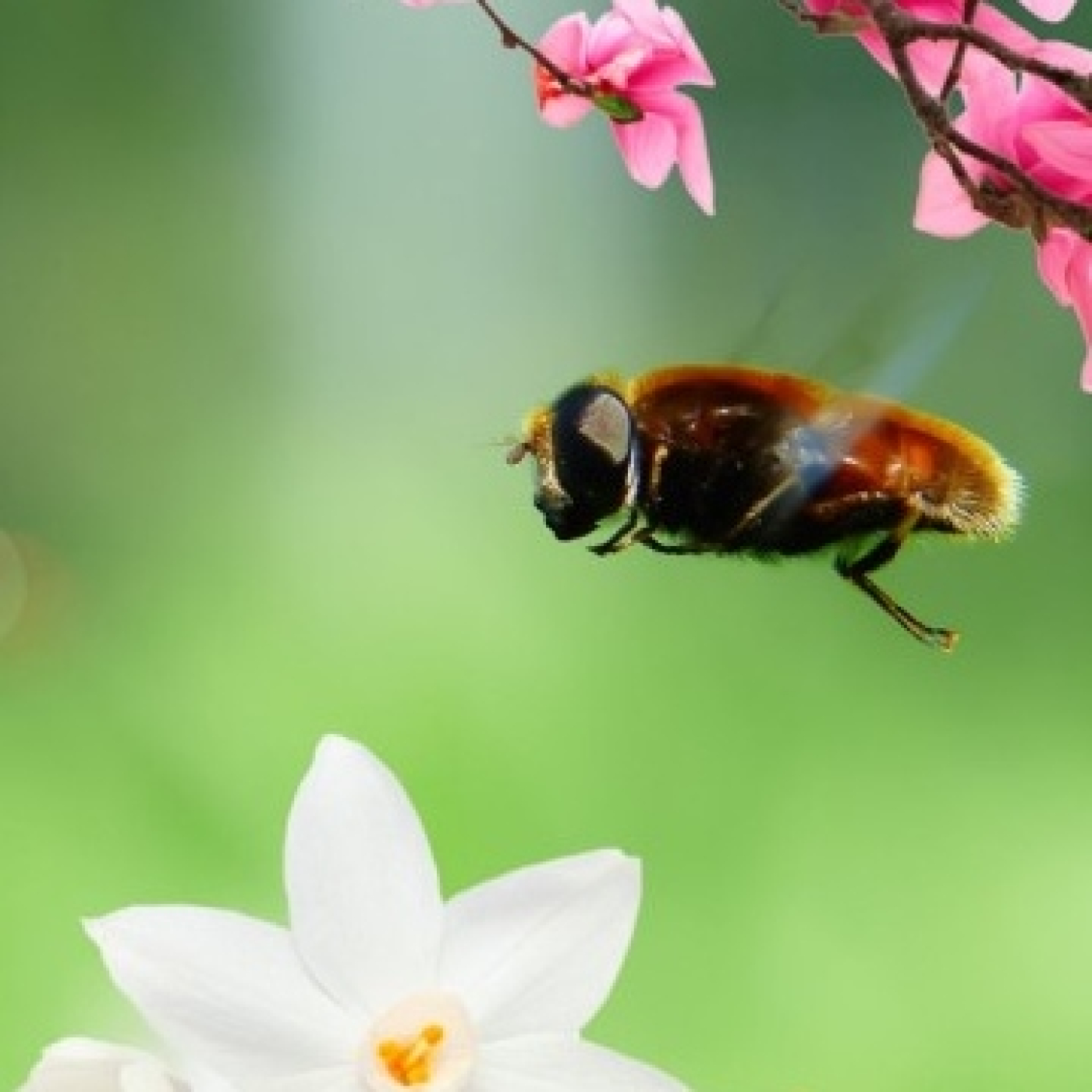 El vuelo de una mosca