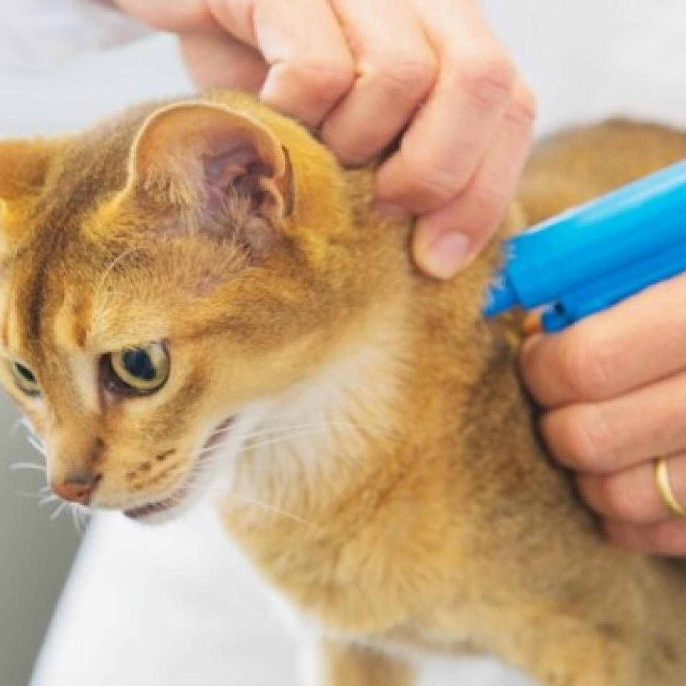La Importancia del Microchip en Gatos: Cumple con la Ley y Protege a tu Mascota episode artwork