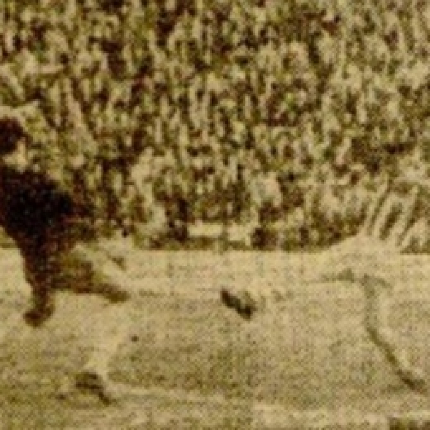 Corazón Txuri Urdin