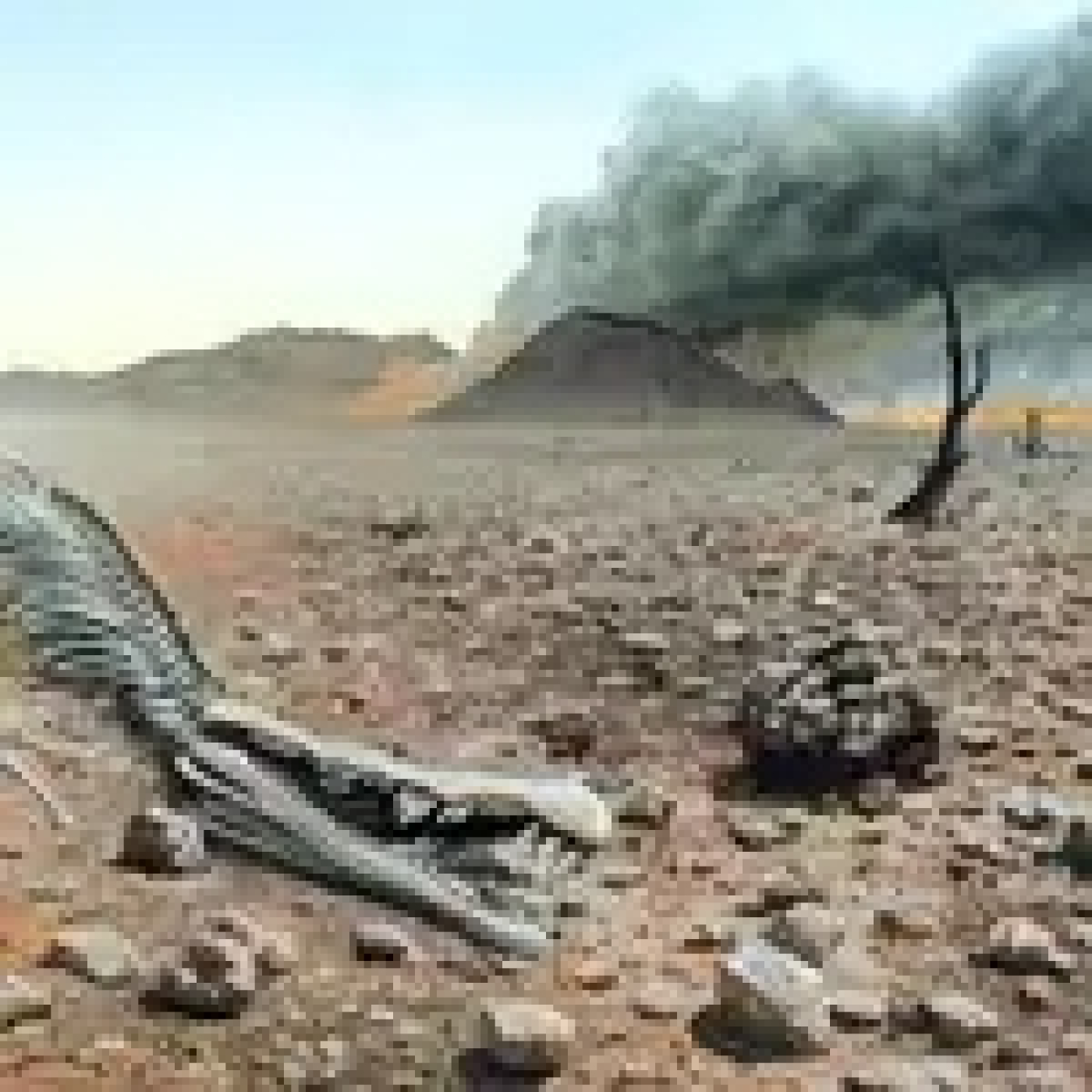 1042 - Extinciones Masivas - Parte 1