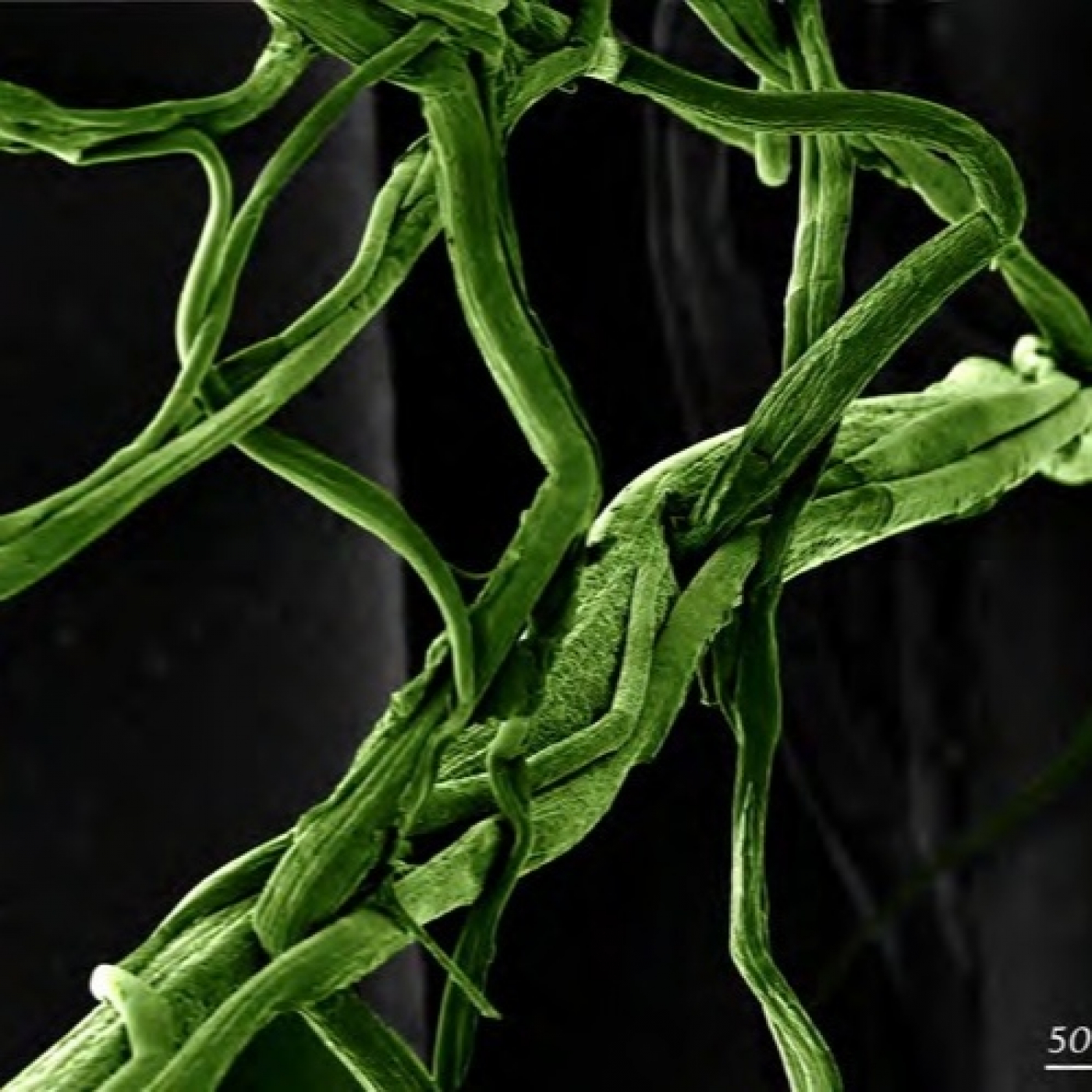 Fotciencia19