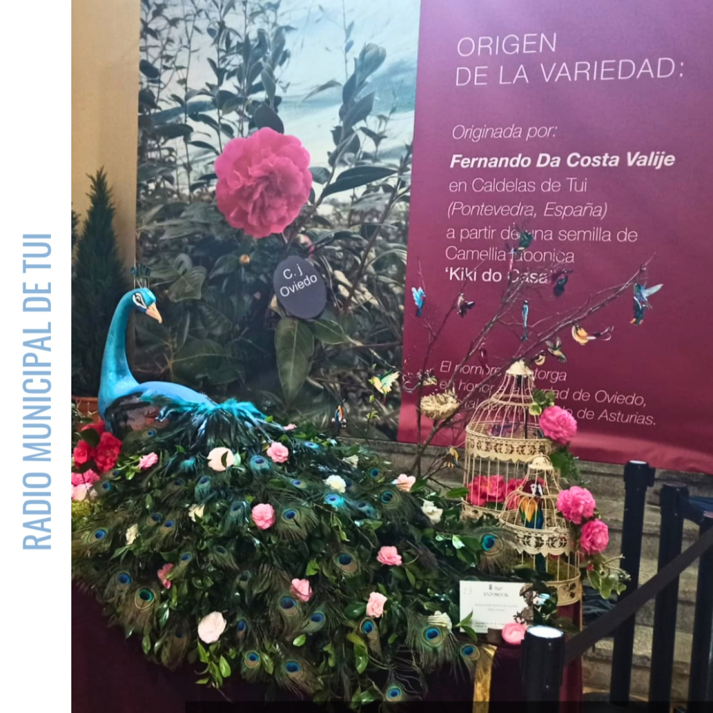 Ent. Fernando Da Costa, cultivador de camelia | Camelia 'Oviedo' episode artwork