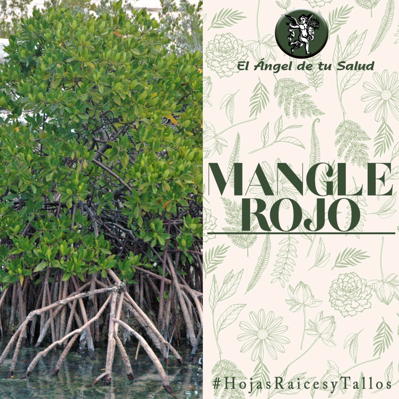 El Ángel de tu Salud - Mangle Rojo **