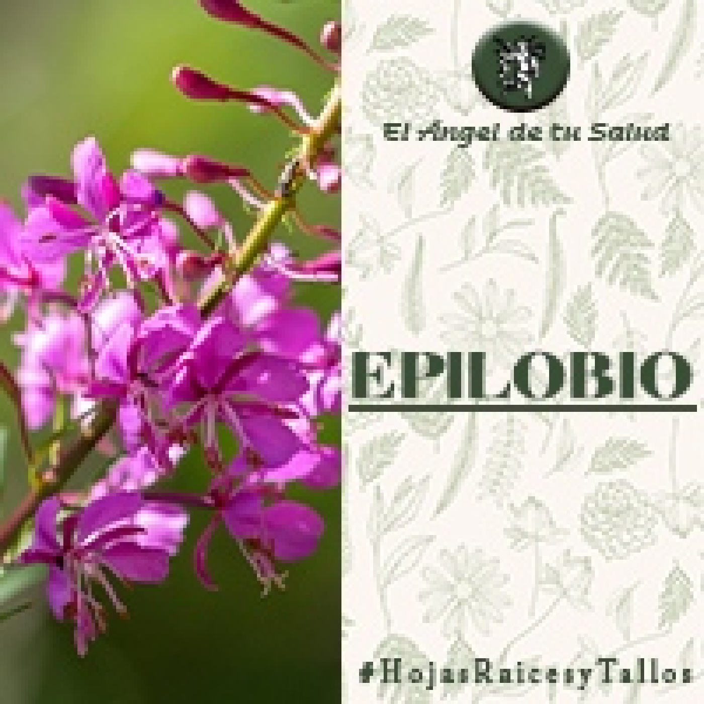 El Ángel de tu Salud - Epilobio**