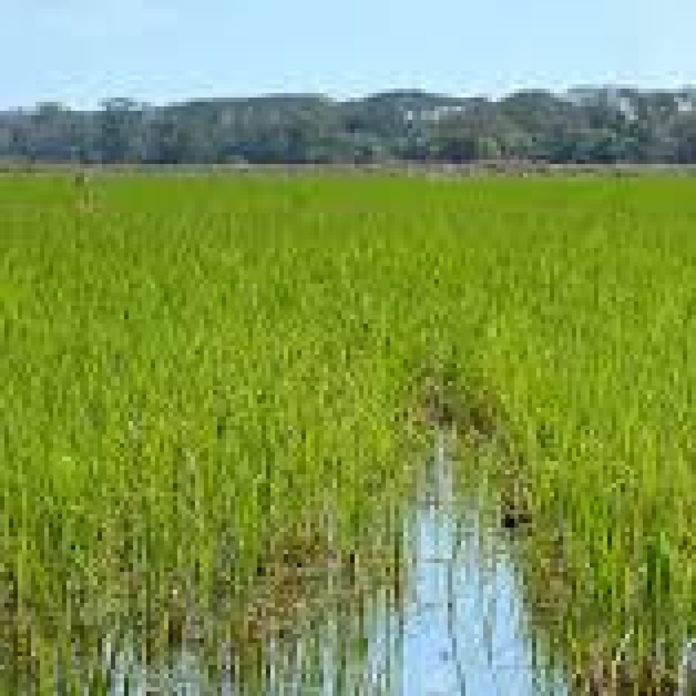 Proyecto cultivo de arroz en Camagüey episode artwork