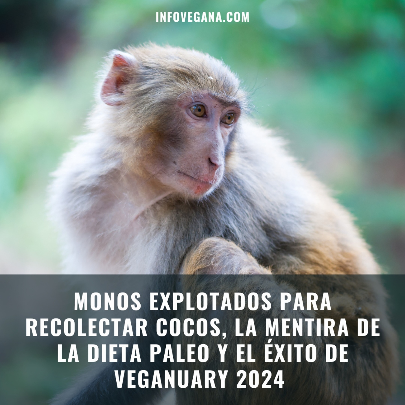 Infovegana, podcast de veganismo y sostenibilidad