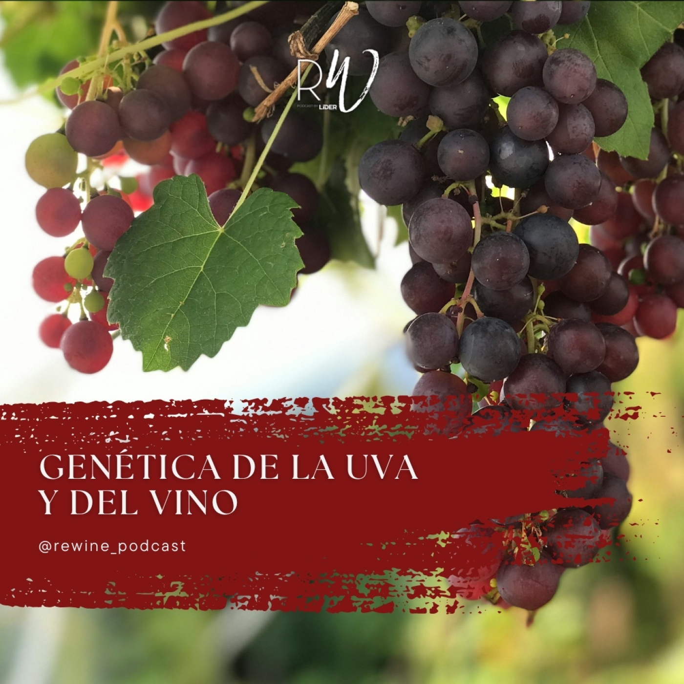 #192. Genética de la uva y del vino episode artwork