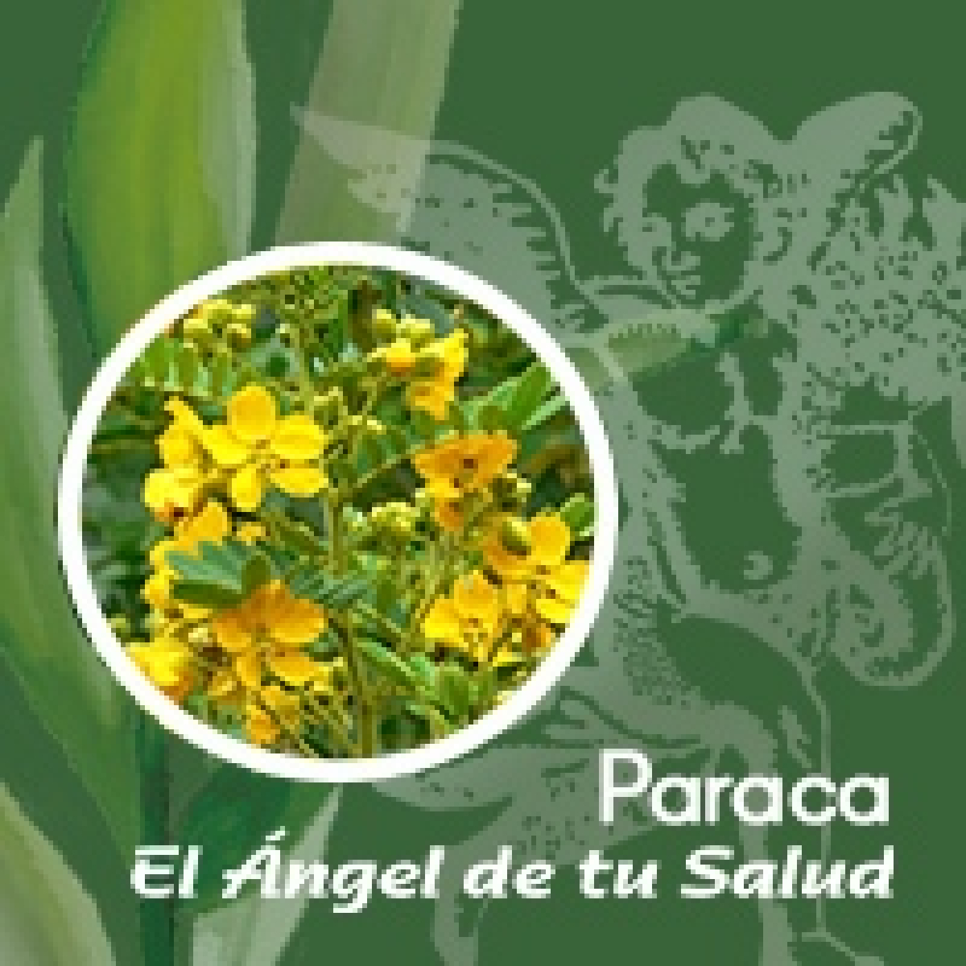 El Ángel de tu Salud - Paraca**