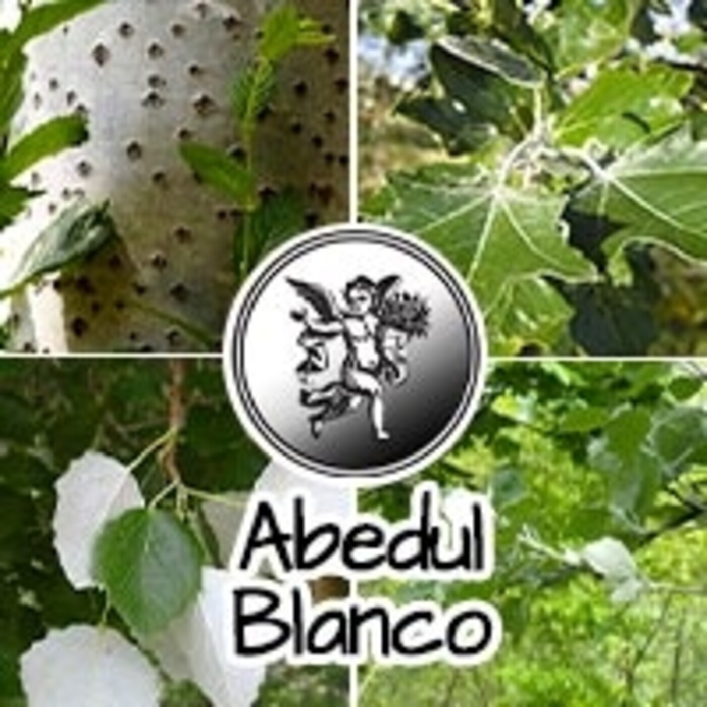 El Angel de tu Salud - ABEDUL BLANCO*