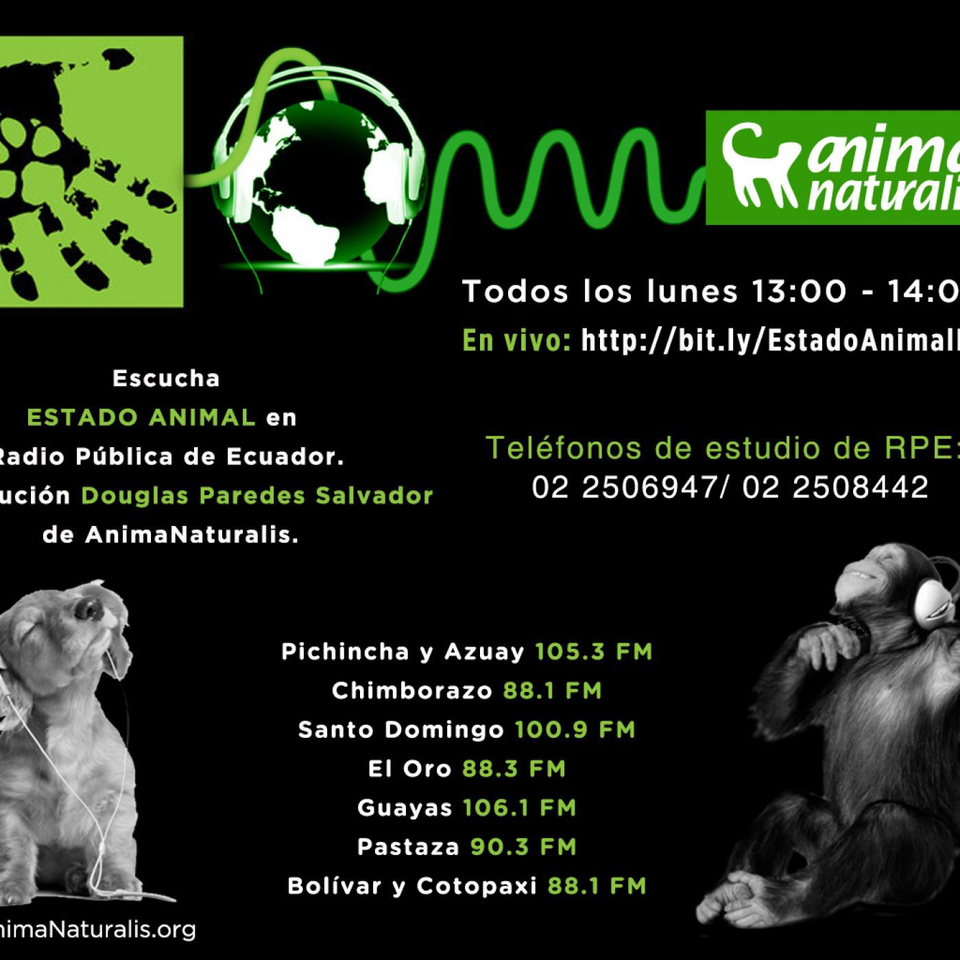 Despedida de Estado Animal y el reaparecimiento de Señal Animal episode artwork