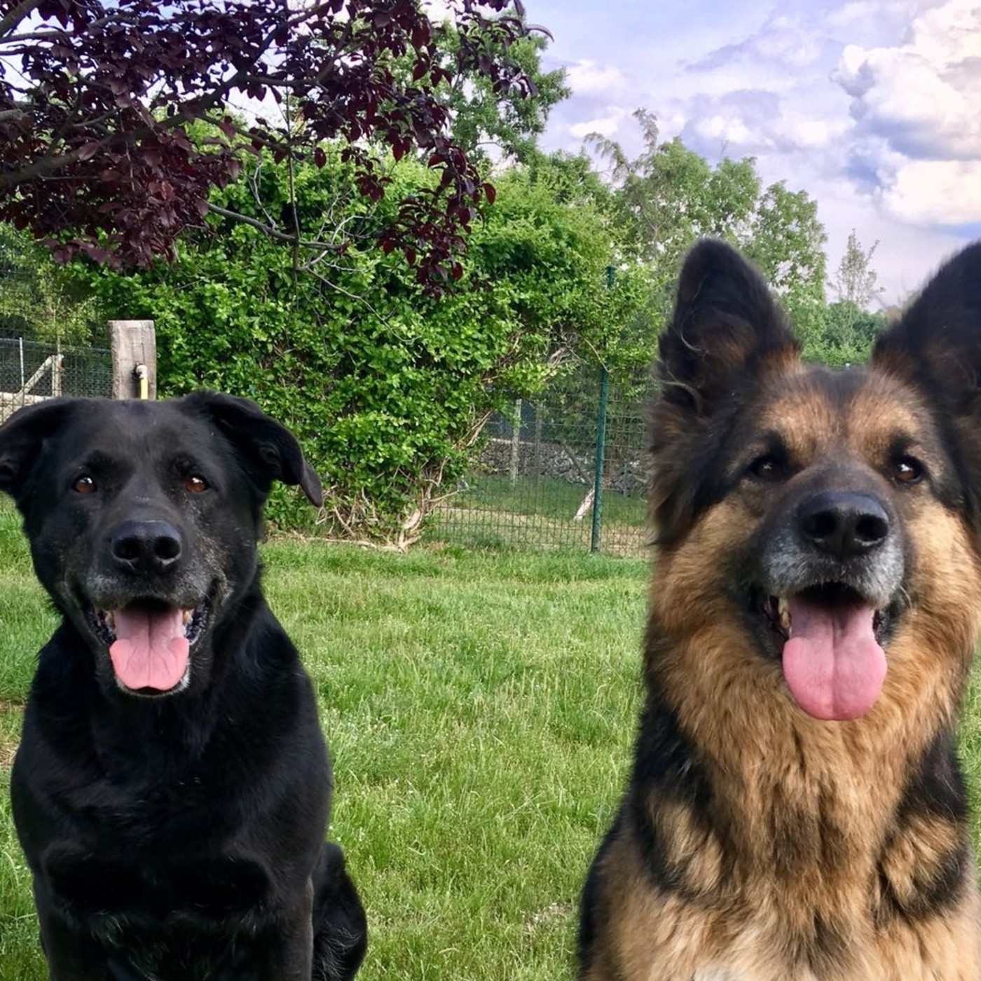 La Ciudad de Los Perros Radio