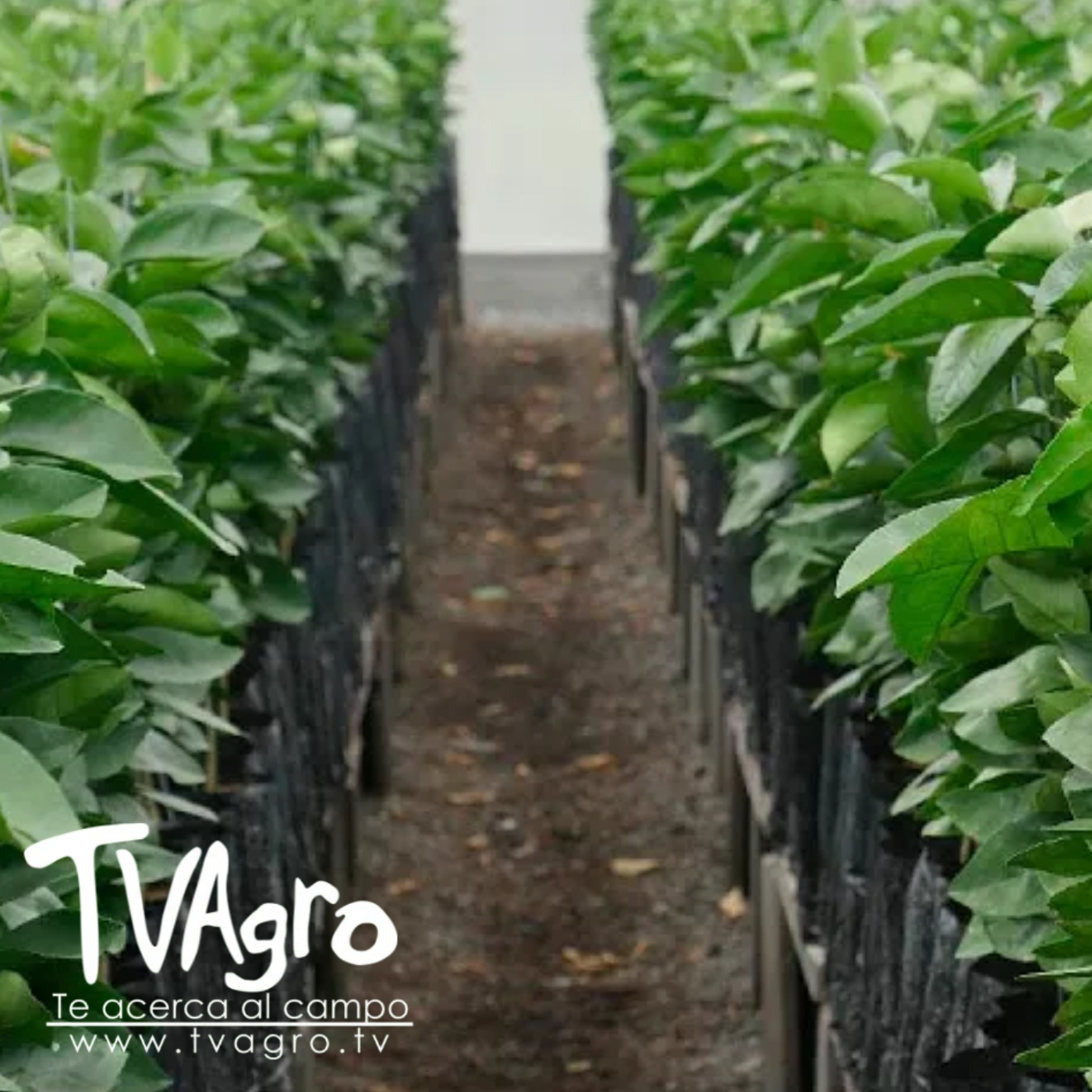 TV AGRO