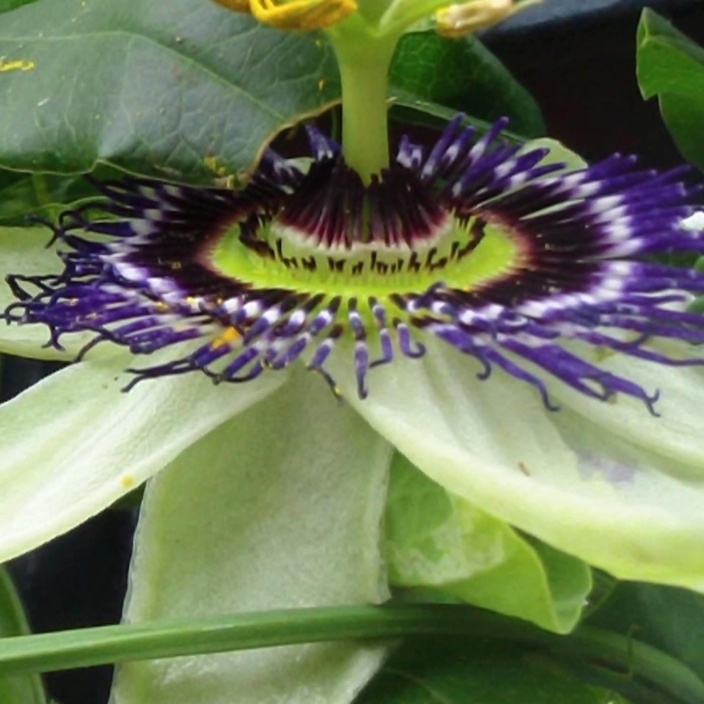 VCP Sol Narraciones Vivencias Leyendas