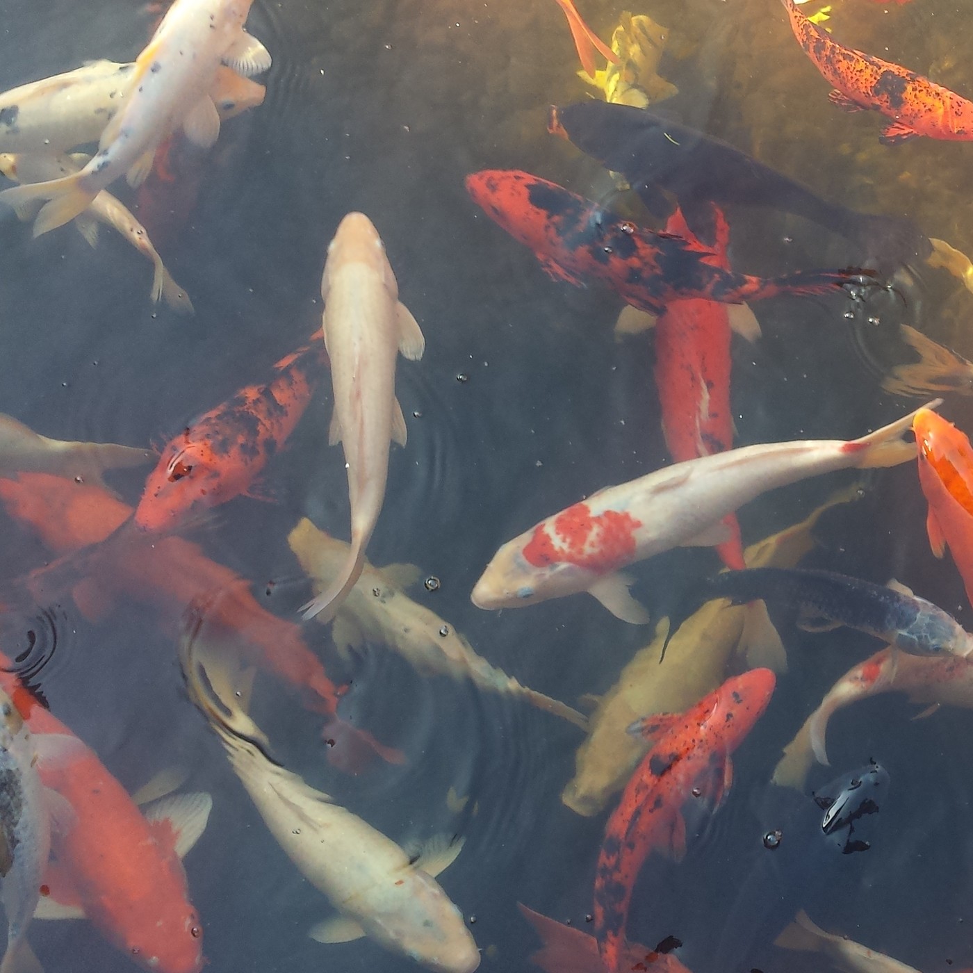 Nuestra Mente es Maravillosa